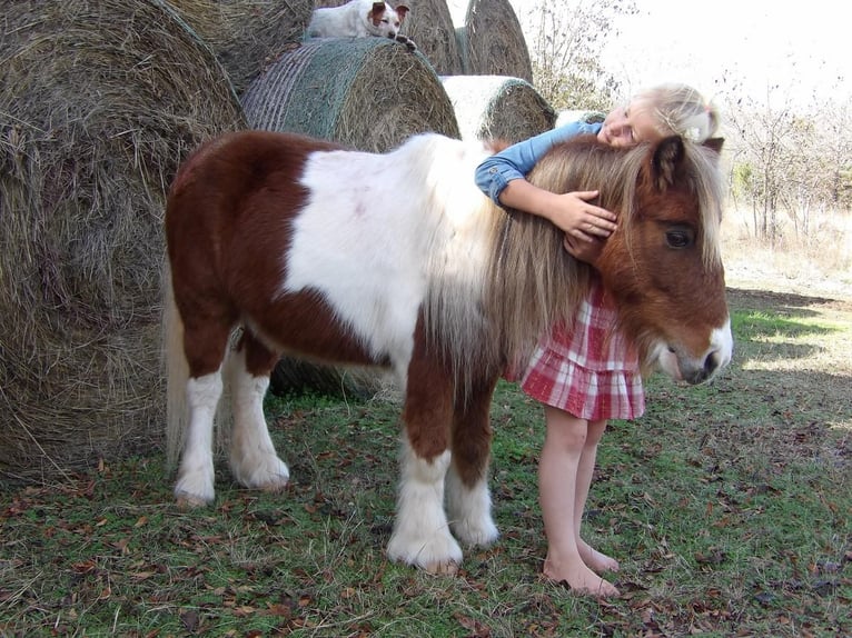Más ponis/caballos pequeños Caballo castrado 11 años 97 cm Alazán-tostado in Antlers