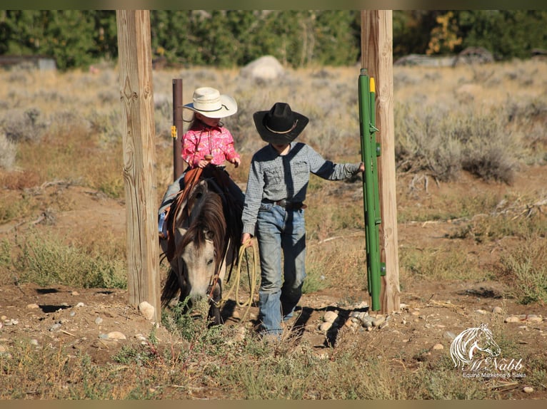 Más ponis/caballos pequeños Caballo castrado 11 años 97 cm Buckskin/Bayo in Cody