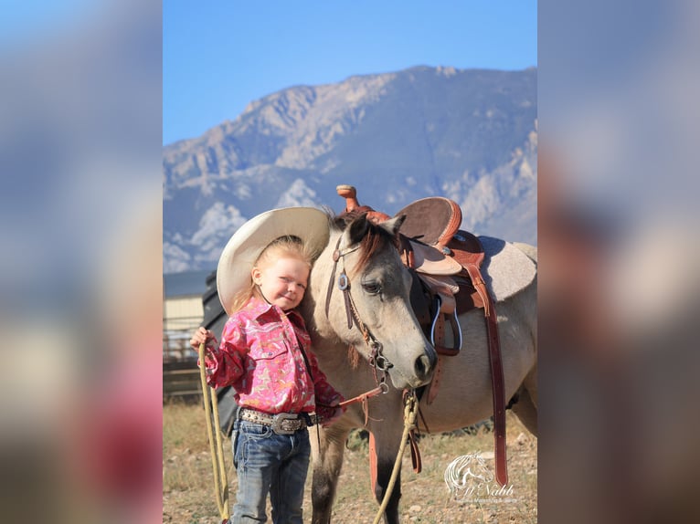 Más ponis/caballos pequeños Caballo castrado 11 años 97 cm Buckskin/Bayo in Cody