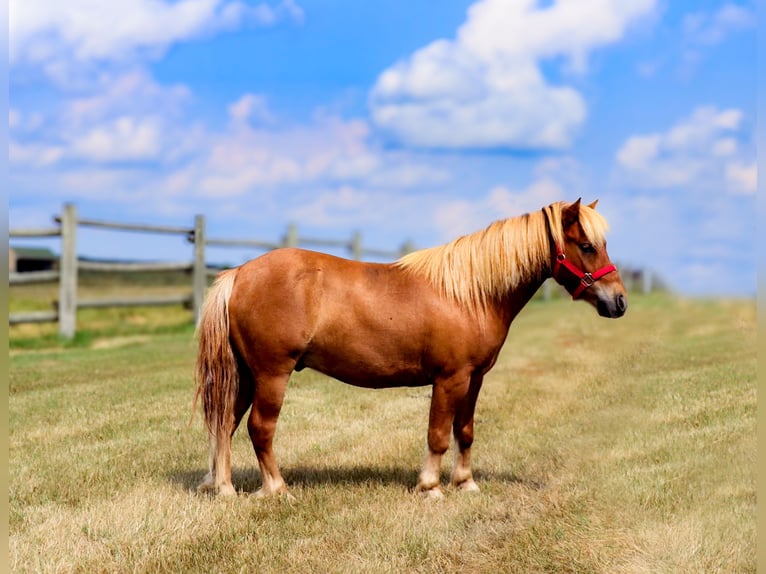 Más ponis/caballos pequeños Caballo castrado 11 años 97 cm Red Dun/Cervuno in Fergus Falls