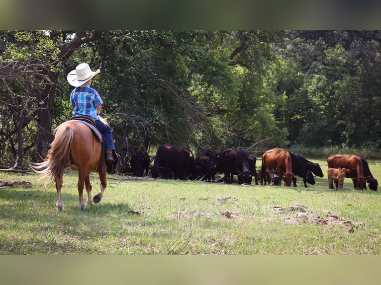 Más ponis/caballos pequeños Caballo castrado 11 años 97 cm Red Dun/Cervuno in Fergus Falls