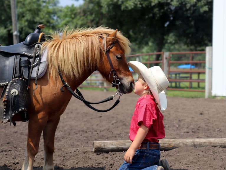 Más ponis/caballos pequeños Caballo castrado 11 años 97 cm Red Dun/Cervuno in Fergus Falls