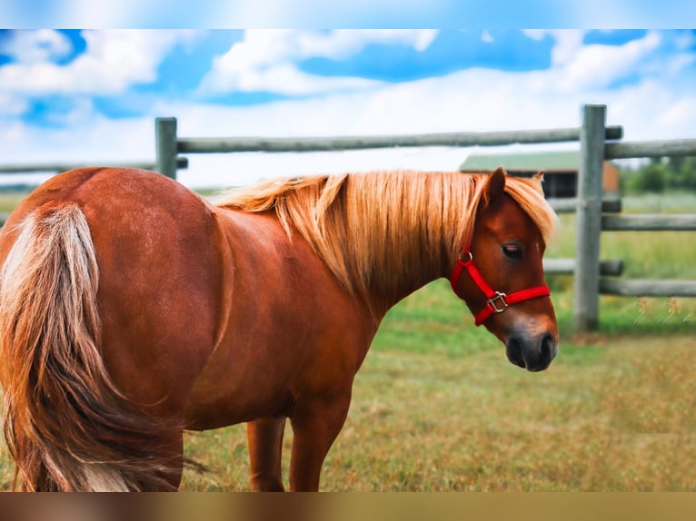 Más ponis/caballos pequeños Caballo castrado 11 años 97 cm Red Dun/Cervuno in Fergus Falls