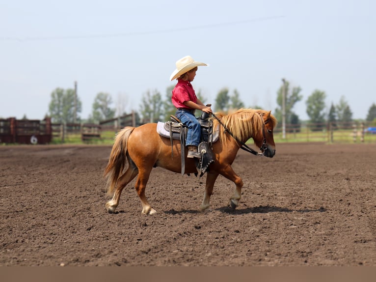 Más ponis/caballos pequeños Caballo castrado 11 años 97 cm Red Dun/Cervuno in Fergus Falls