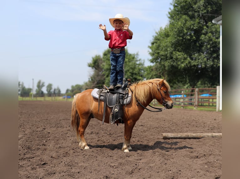 Más ponis/caballos pequeños Caballo castrado 11 años 97 cm Red Dun/Cervuno in Fergus Falls