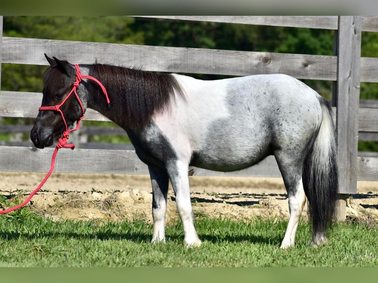 Más ponis/caballos pequeños Caballo castrado 12 años 102 cm Ruano azulado in Crab Orchard, KY