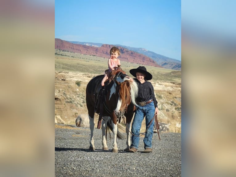 Más ponis/caballos pequeños Caballo castrado 12 años 112 cm Alazán rojizo in Cody, WY