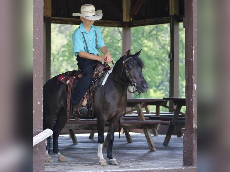Más ponis/caballos pequeños Caballo castrado 12 años 112 cm Negro in Allenwood, PA