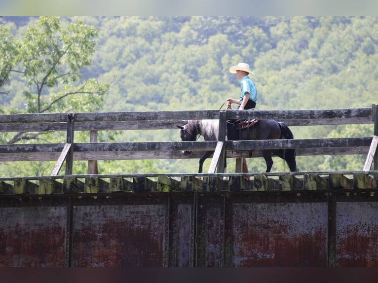 Más ponis/caballos pequeños Caballo castrado 12 años 112 cm Negro in Allenwood, PA