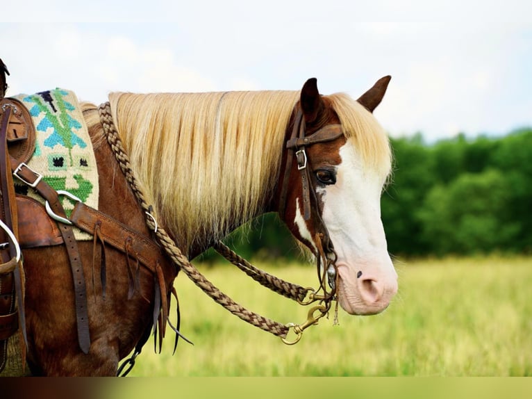 Más ponis/caballos pequeños Caballo castrado 12 años 130 cm Alazán-tostado in Valley Springs, SD