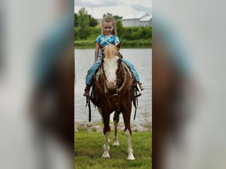 Más ponis/caballos pequeños Caballo castrado 12 años 130 cm Alazán-tostado in Valley Springs, SD