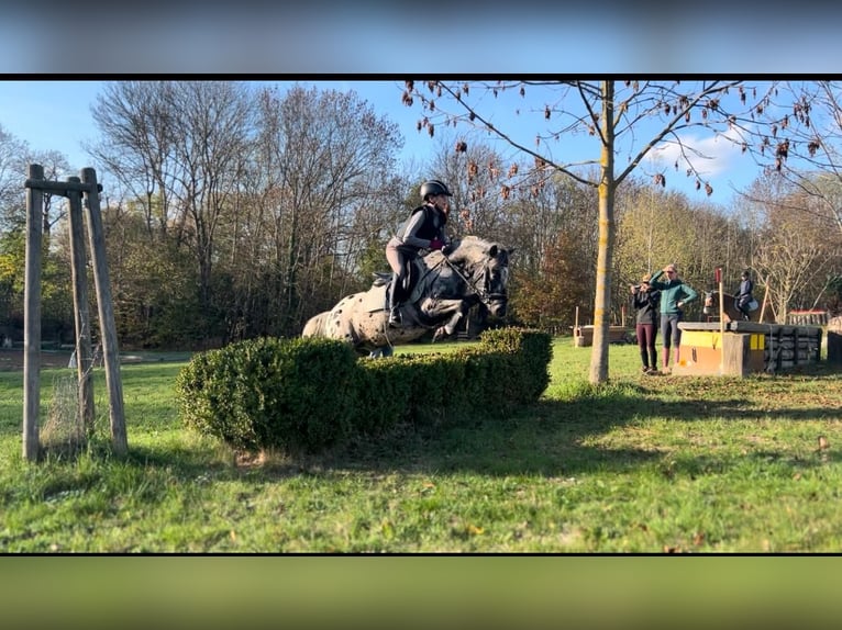 Más ponis/caballos pequeños Caballo castrado 12 años 130 cm Atigrado/Moteado in Bülstringen