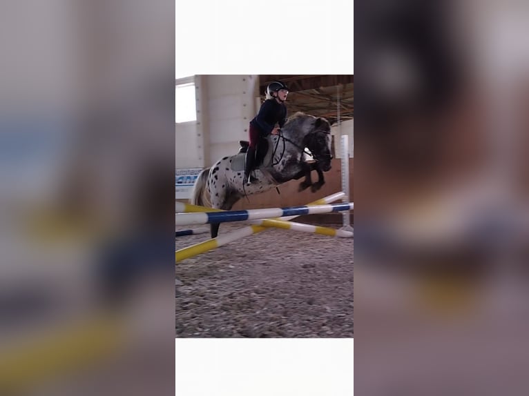 Más ponis/caballos pequeños Caballo castrado 12 años 130 cm Atigrado/Moteado in Bülstringen