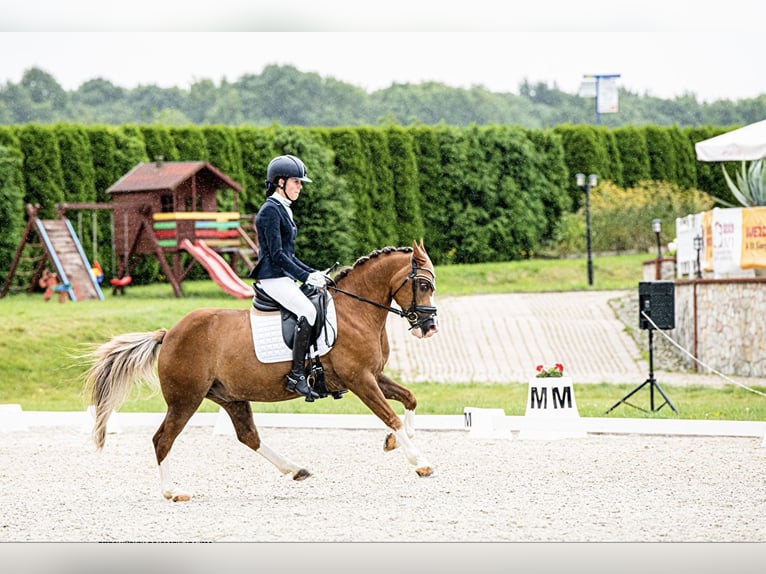 Más ponis/caballos pequeños Caballo castrado 12 años 136 cm Alazán in Bydgoszcz
