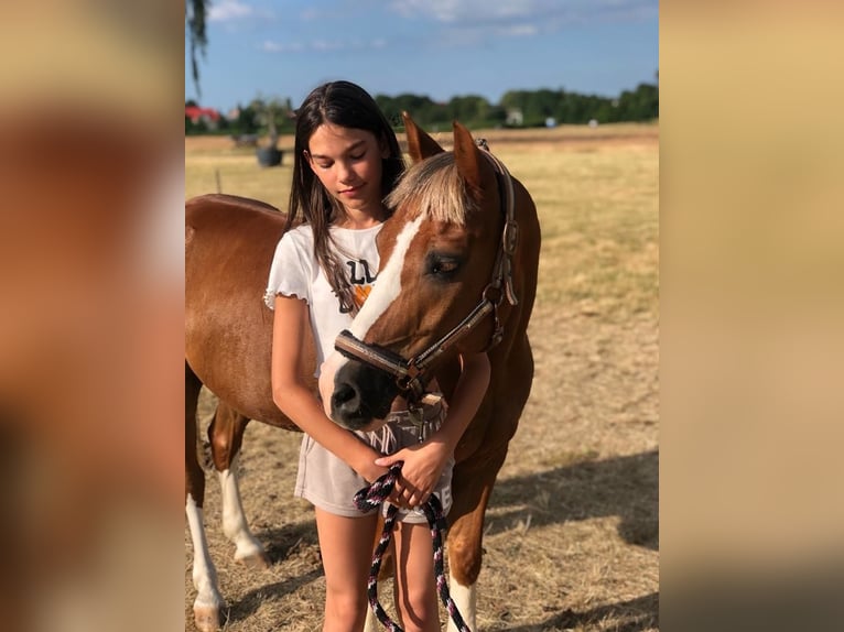 Más ponis/caballos pequeños Caballo castrado 12 años 136 cm Alazán in Bydgoszcz