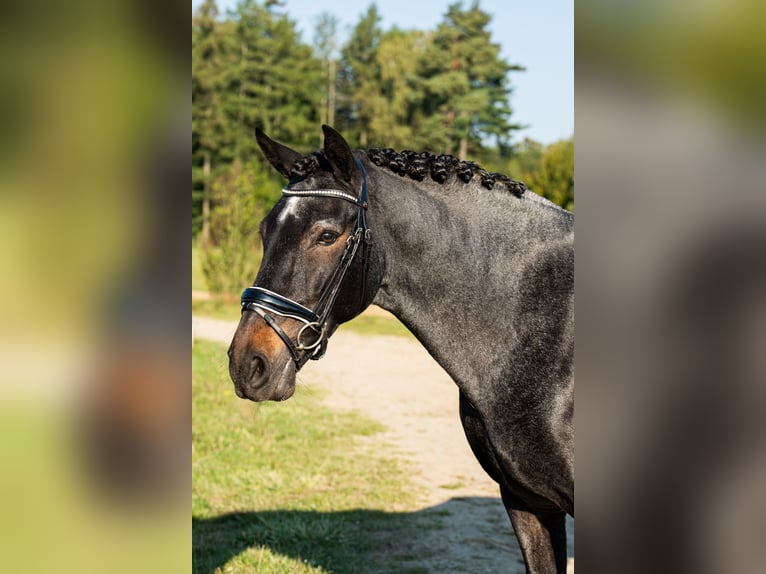 Más ponis/caballos pequeños Caballo castrado 12 años 148 cm Tordo in Teodorów