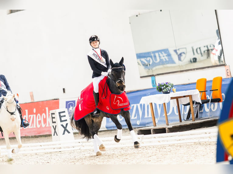 Más ponis/caballos pequeños Caballo castrado 12 años 148 cm Tordo in Teodorów