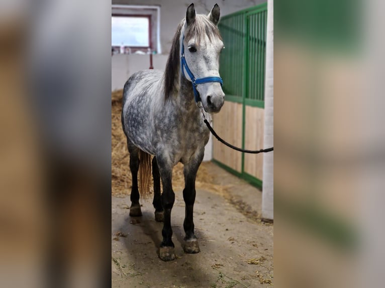 Más ponis/caballos pequeños Caballo castrado 12 años 149 cm Tordo rodado in Deggendorf
