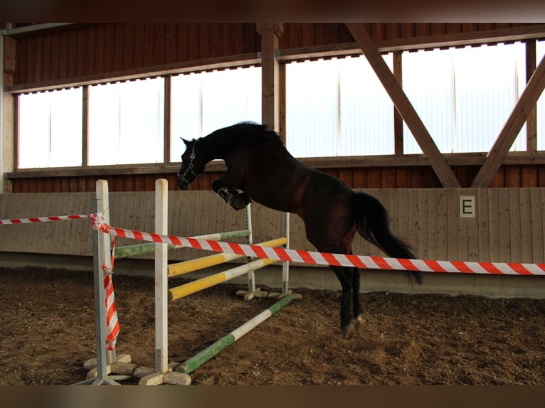 Más ponis/caballos pequeños Caballo castrado 12 años 152 cm Castaño in Tannhausen