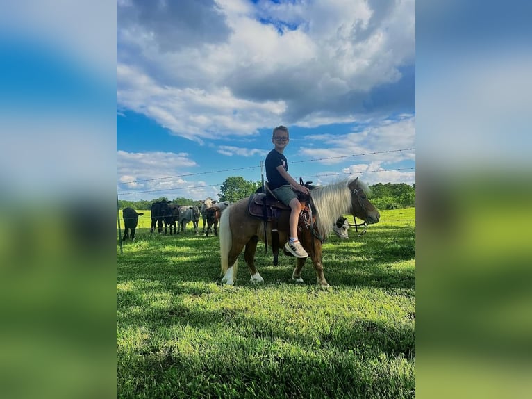 Más ponis/caballos pequeños Caballo castrado 12 años 81 cm Palomino in Mount Vernon, MO