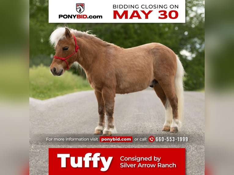 Más ponis/caballos pequeños Caballo castrado 12 años 81 cm Palomino in Mount Vernon, MO