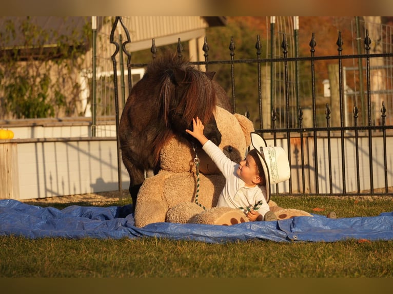 Más ponis/caballos pequeños Caballo castrado 12 años 81 cm Ruano azulado in Fresno, OH