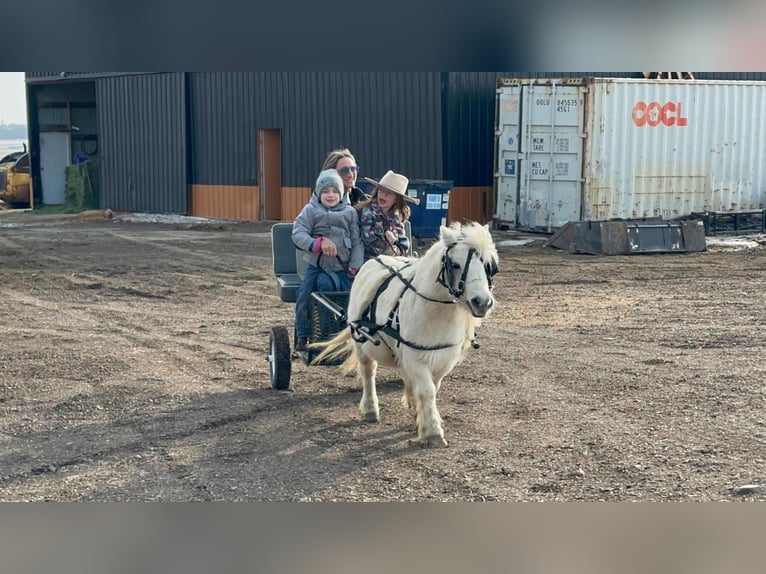 Más ponis/caballos pequeños Caballo castrado 12 años 89 cm Tordo in Valley Springs, SD