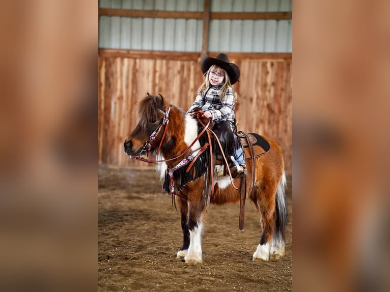 Más ponis/caballos pequeños Caballo castrado 12 años 91 cm Castaño rojizo in Valley Springs, SD