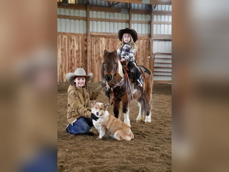 Más ponis/caballos pequeños Caballo castrado 12 años 91 cm Castaño rojizo in Valley Springs, SD