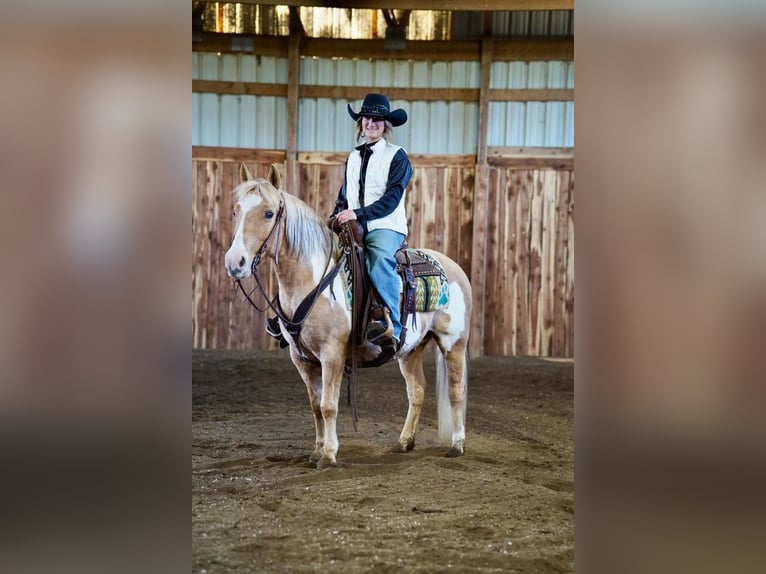 Más ponis/caballos pequeños Caballo castrado 12 años Palomino in Valley Springs, SD