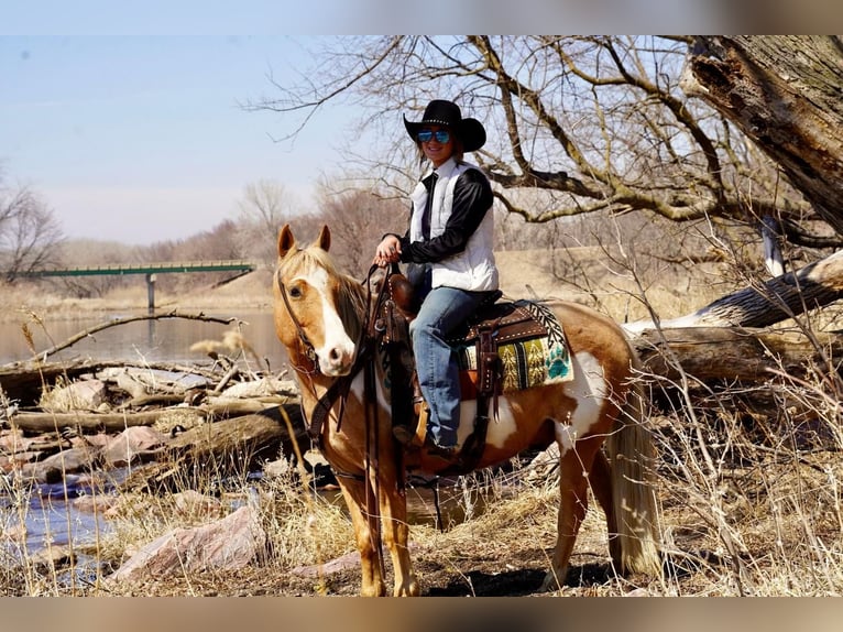 Más ponis/caballos pequeños Caballo castrado 12 años Palomino in Valley Springs, SD