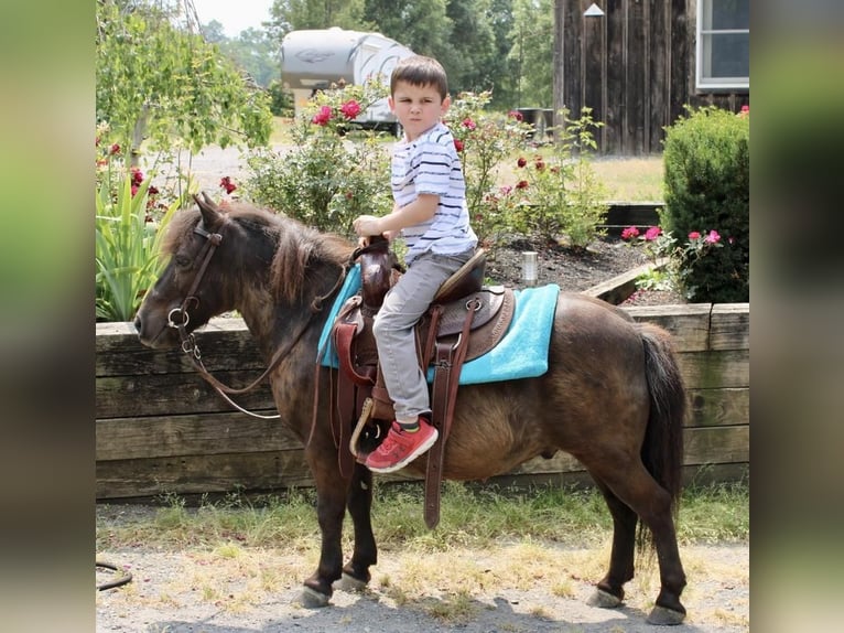 Más ponis/caballos pequeños Caballo castrado 13 años 102 cm Castaño in Allentown, NJ