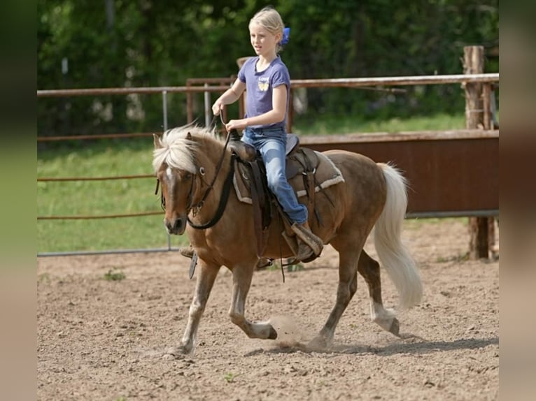 Más ponis/caballos pequeños Caballo castrado 13 años 102 cm Palomino in Weatherford, TX
