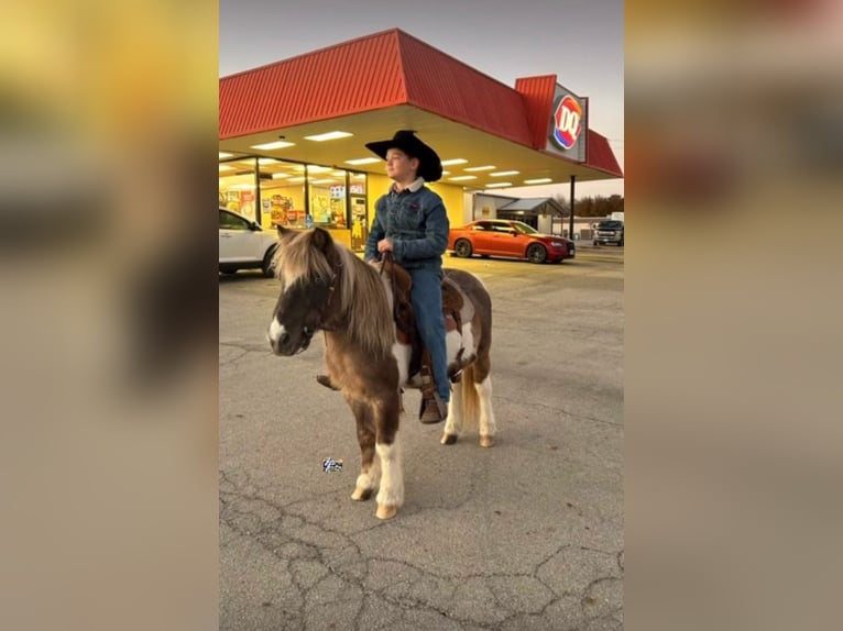 Más ponis/caballos pequeños Caballo castrado 13 años 117 cm in Elkhart, TX