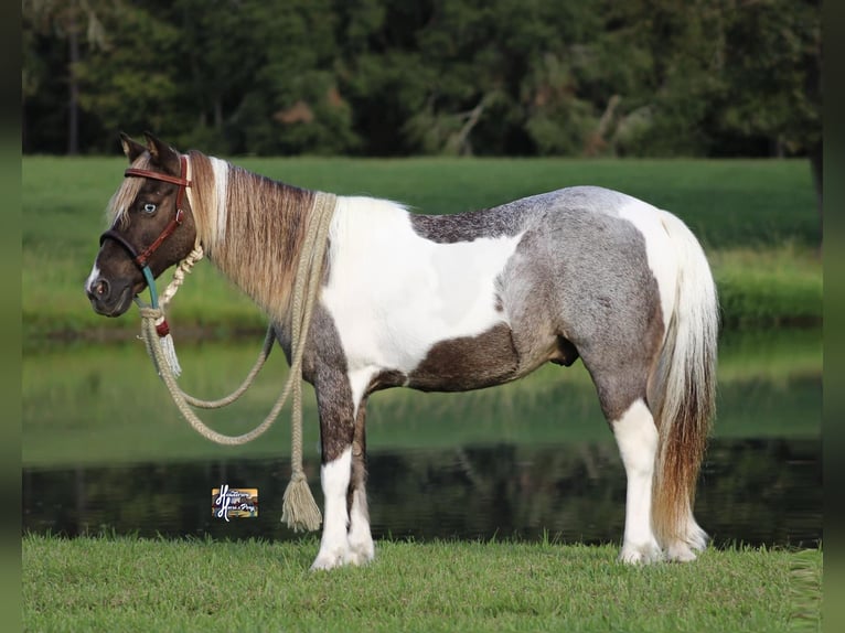 Más ponis/caballos pequeños Caballo castrado 13 años 117 cm in Elkhart, TX