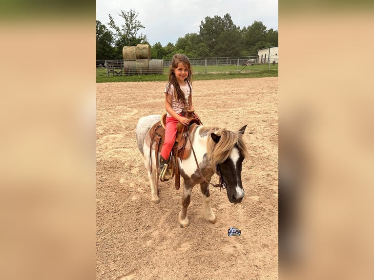 Más ponis/caballos pequeños Caballo castrado 13 años 117 cm in Elkhart, TX