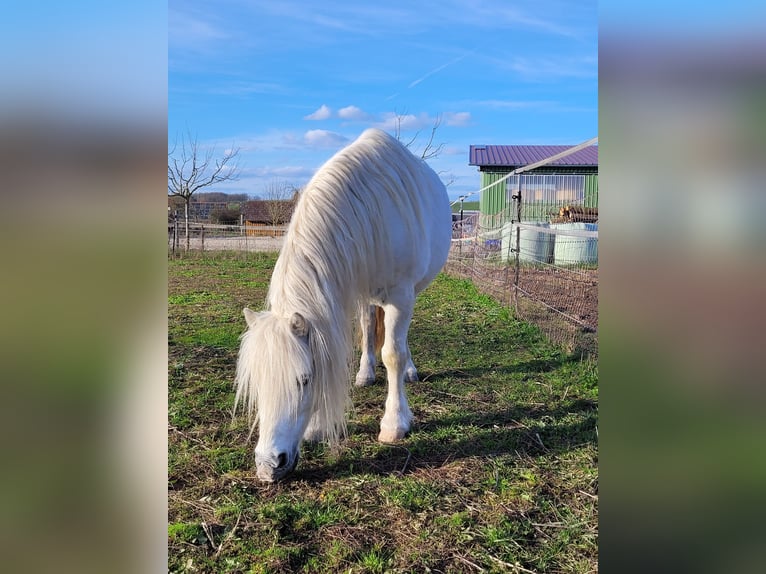 Más ponis/caballos pequeños Caballo castrado 13 años 118 cm Tordo in Großbardorf