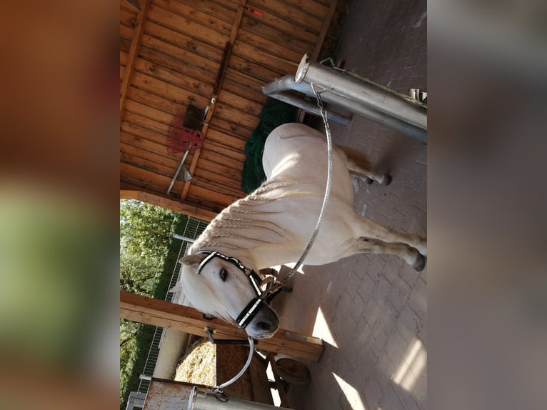 Más ponis/caballos pequeños Caballo castrado 13 años 118 cm Tordo in Großbardorf