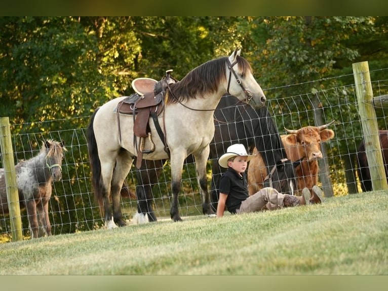 Más ponis/caballos pequeños Caballo castrado 13 años 122 cm Buckskin/Bayo in Fresno, OH