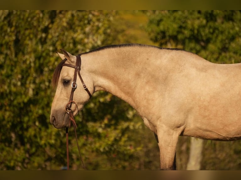 Más ponis/caballos pequeños Caballo castrado 13 años 122 cm Buckskin/Bayo in Fresno, OH