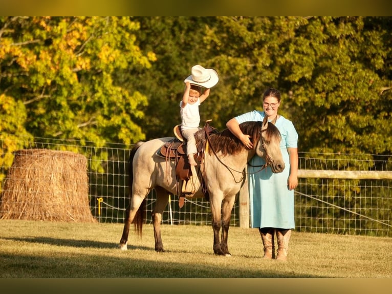 Más ponis/caballos pequeños Caballo castrado 13 años 122 cm Buckskin/Bayo in Fresno, OH