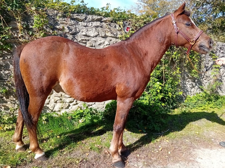 Más ponis/caballos pequeños Mestizo Caballo castrado 13 años 125 cm Alazán in Bakonyszentlászló