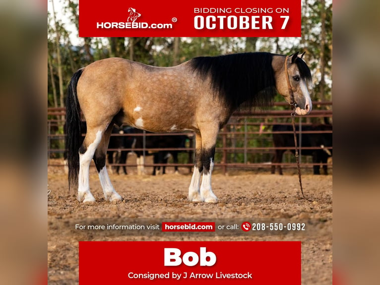 Más ponis/caballos pequeños Caballo castrado 13 años 127 cm Buckskin/Bayo in Caldwell, ID