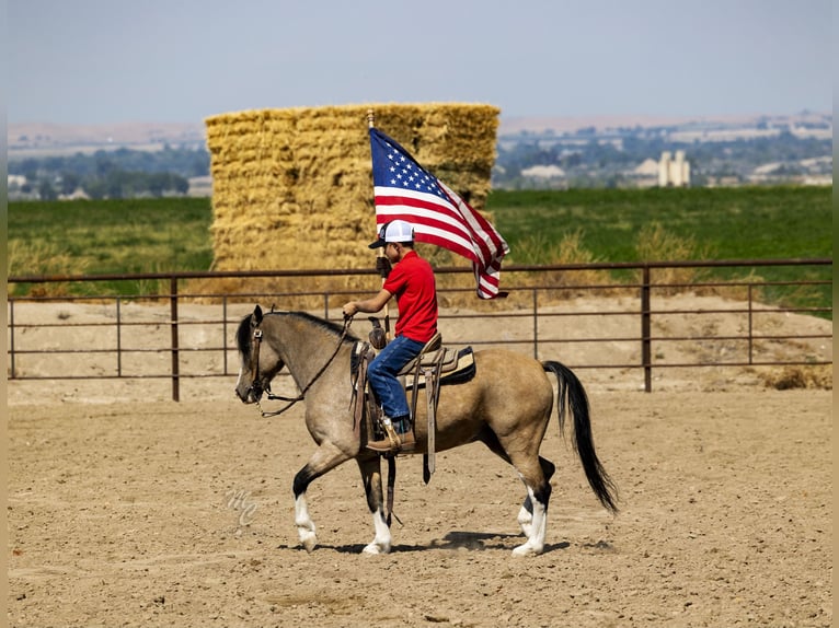 Más ponis/caballos pequeños Caballo castrado 13 años 127 cm Buckskin/Bayo in Caldwell, ID