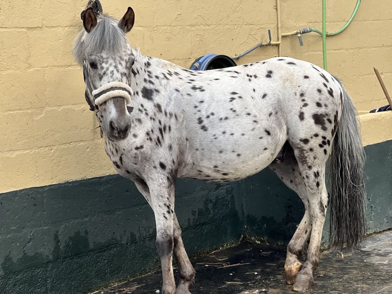 Más ponis/caballos pequeños Caballo castrado 13 años 130 cm Tordo rodado in Aldea (Pª San Martiño De Covas)