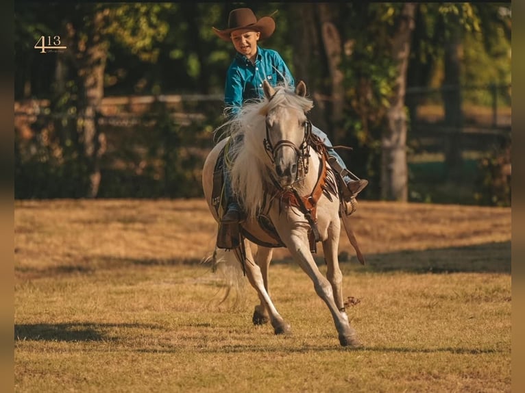 Más ponis/caballos pequeños Caballo castrado 13 años 132 cm Palomino in Weatherford, TX