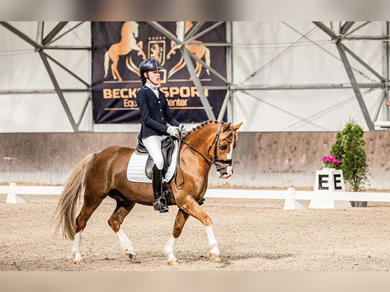 Más ponis/caballos pequeños Caballo castrado 13 años 136 cm Alazán in Bydgoszcz