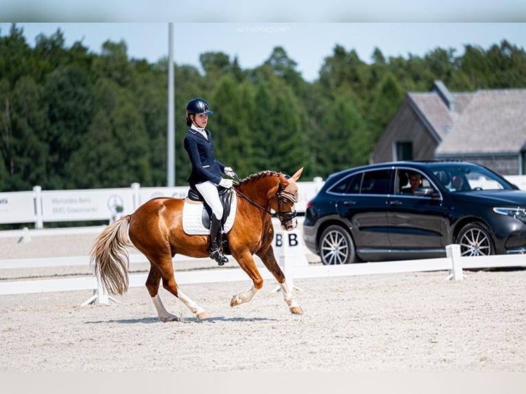 Más ponis/caballos pequeños Caballo castrado 13 años 136 cm Alazán in Bydgoszcz