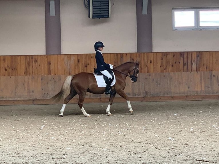 Más ponis/caballos pequeños Caballo castrado 13 años 136 cm Alazán in Bydgoszcz