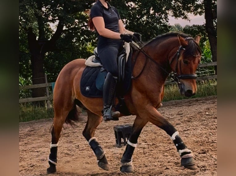 Más ponis/caballos pequeños Mestizo Caballo castrado 13 años 138 cm Castaño in Versmold